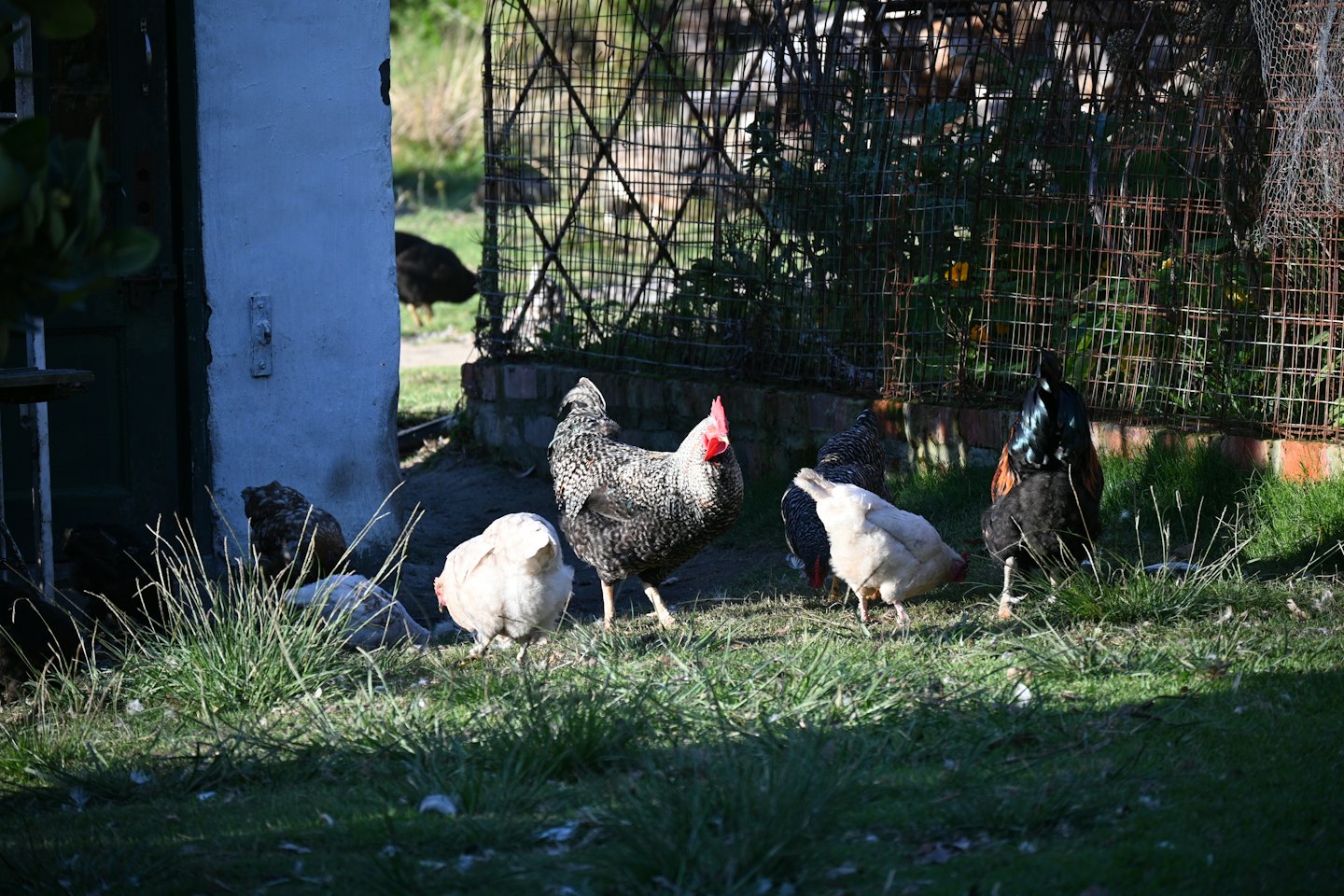Mixed flock of chickens foraging on a grassy patch.