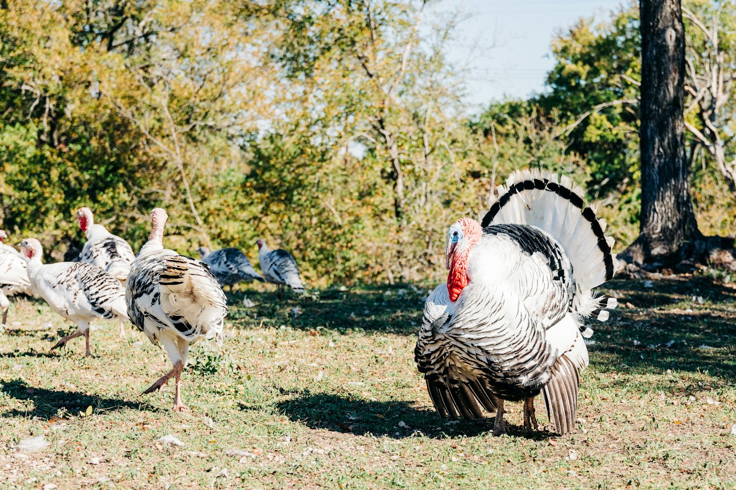 A male turkey displays its fanned tail feathers in a field.