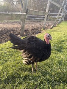 Spanish Black Hen