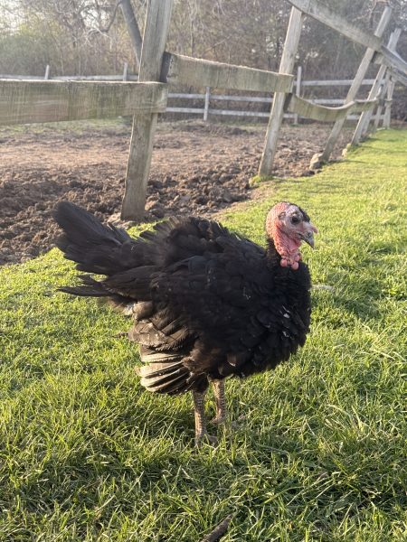 Spanish Black Hen