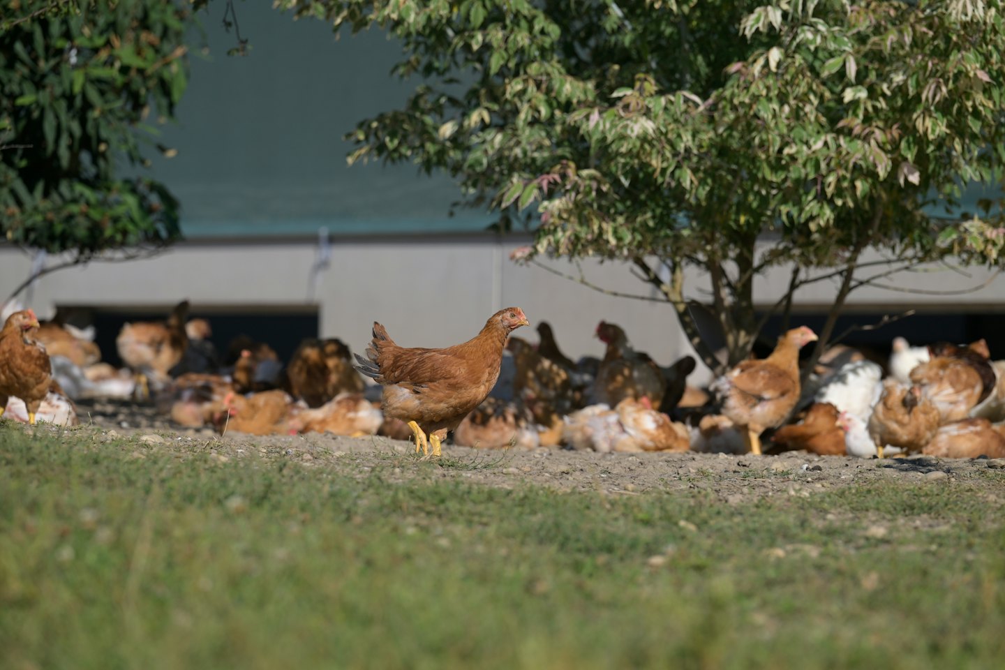A brown chicken walks across a grassy field near other chickens.
