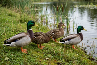 A group of 4 Welsh Harlequin Ducks